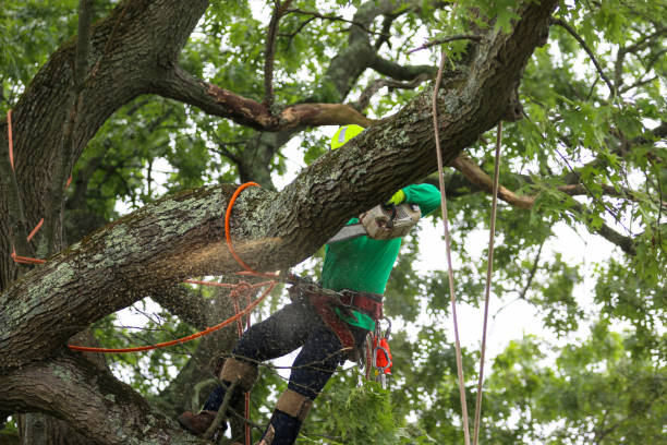 Best Hazardous Tree Removal  in Mullens, WV